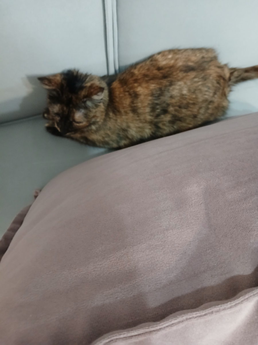 Вот такое чудо теперь живёт со мной.