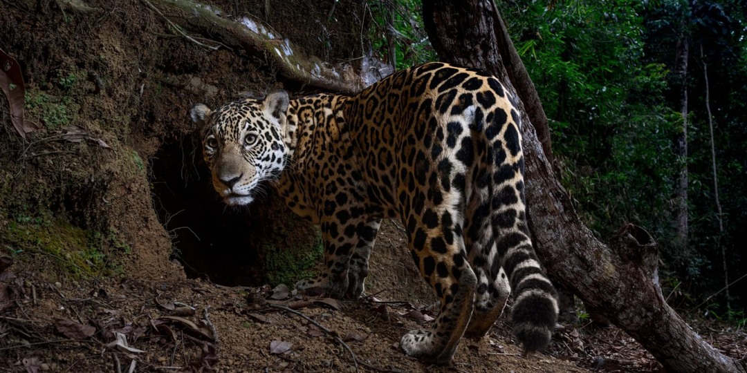 Топ-11 самых впечатляющих снимков National Geographic 2025: красота, застывшая в кадре