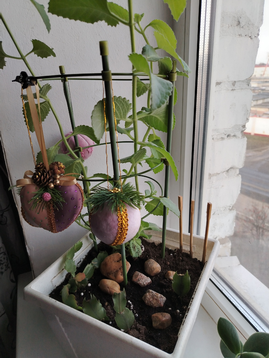 Это комнатная мята. Хорошо растёт. Украсила её бархатными шарами. А внизу сидят декабристы. Слева жёлтый - год сидит ни одного листочков нового. Наверно не мой цветок. Рядом разместились оранжевый и красный. Недавно дали от ростки. Посмотрим...