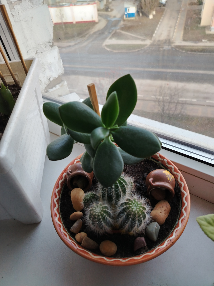 Здесь сидели сансевиерии, теперь кактусы и средняя толстянка. Сунула её в землю просто так, отломив от главной, без корней, принялась и корни хорошие.