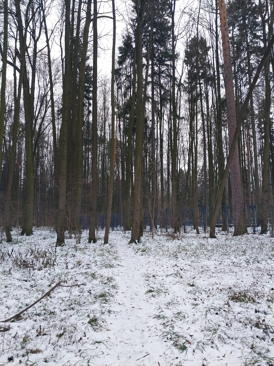 Рядом лес с тропами здоровья