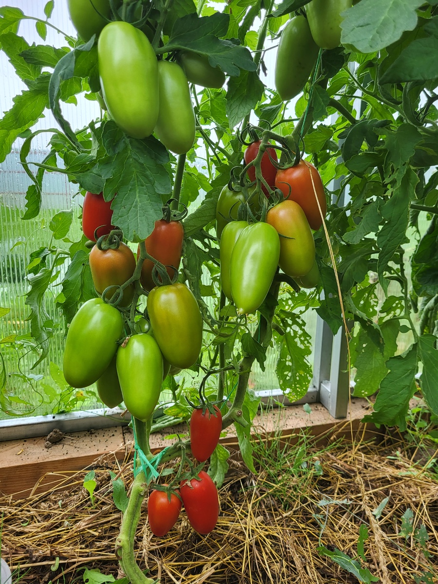 Томат Дамский каприз F1. Фото из домашнего архива 