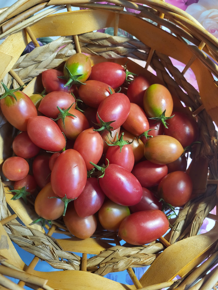 Томат Чио-чио-сан 