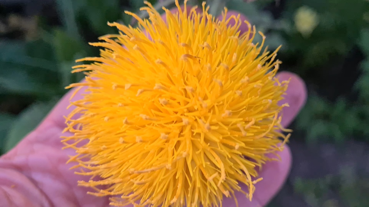 Желтый василек крупноголовый - фото из личного архива.