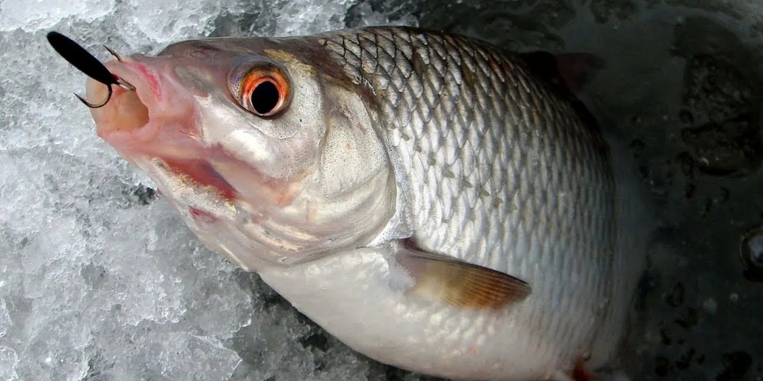 Особенности ловли крупной плотвы (сорожки) зимой