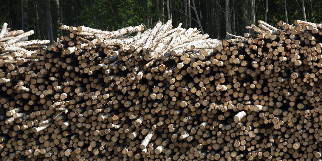 Экс-чиновник нанёс ущерб России на 400 млн рублей, разрешив незаконную рубку леса