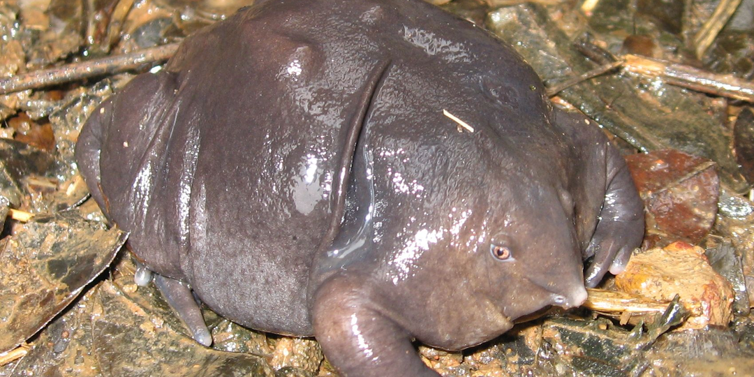 «Страшное» открытие XXI века: пурпурная лягушка