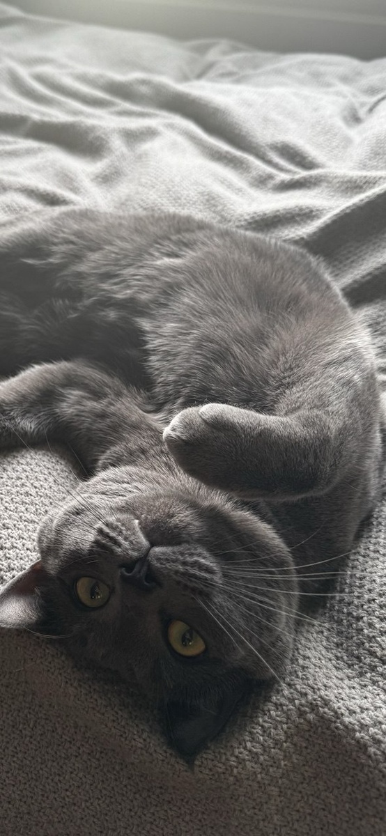 6,8 кг весит, звать Огги