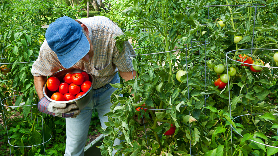 Эксперименты с разными сортами томатов