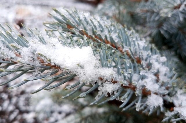    Фото: АиФ/ Евгения Гаева