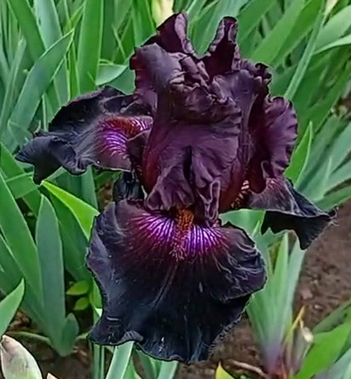 ирис Crimson Lights (Кримсон Лайтс)