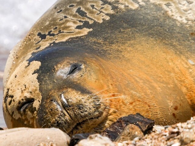    Фото: ТАСС/AP/Ariel Schalit