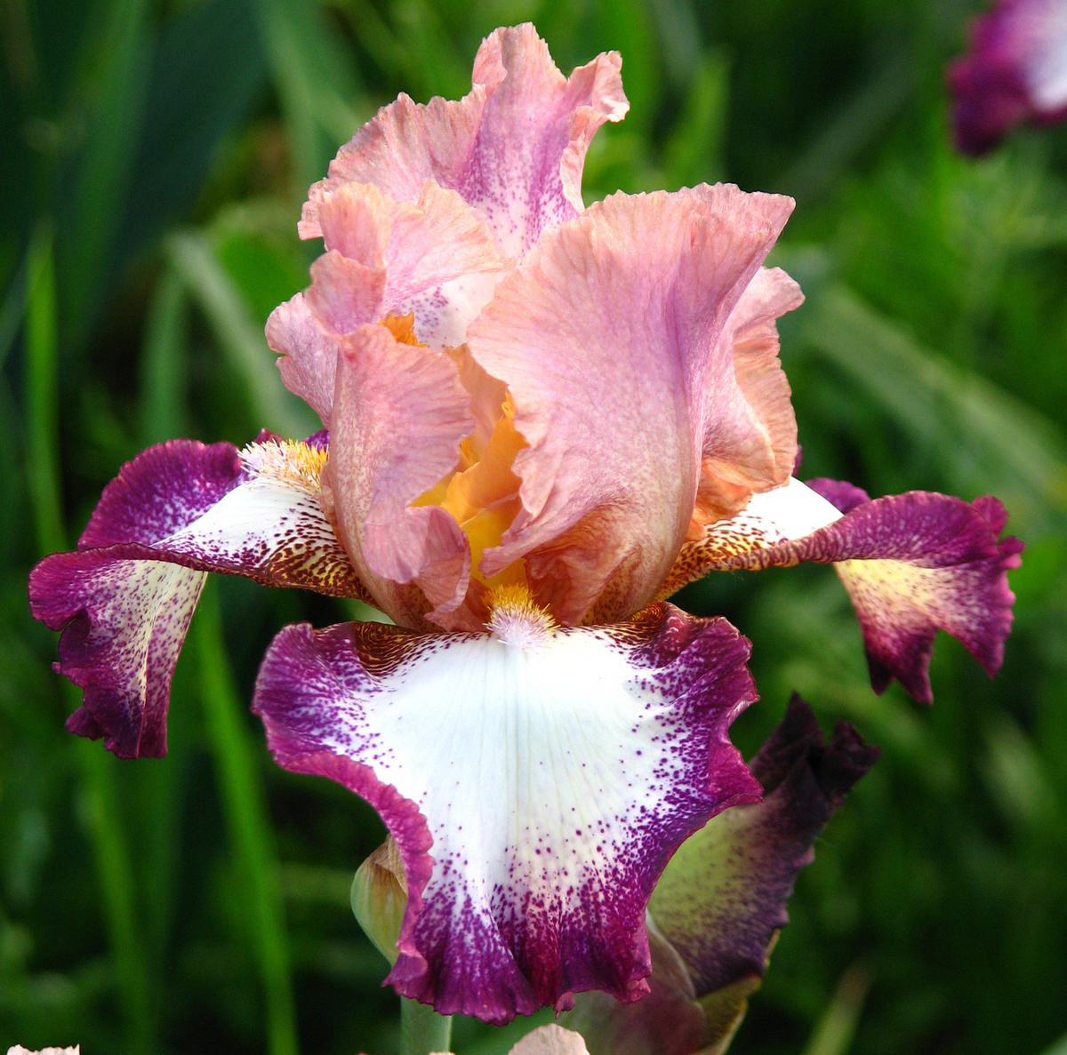 ирис Change Of Pace (Чейндж Оф Пейс)