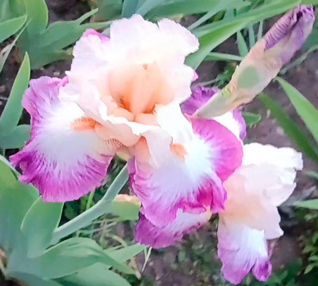 ирис Bold Fashion (Болд Фэшн)