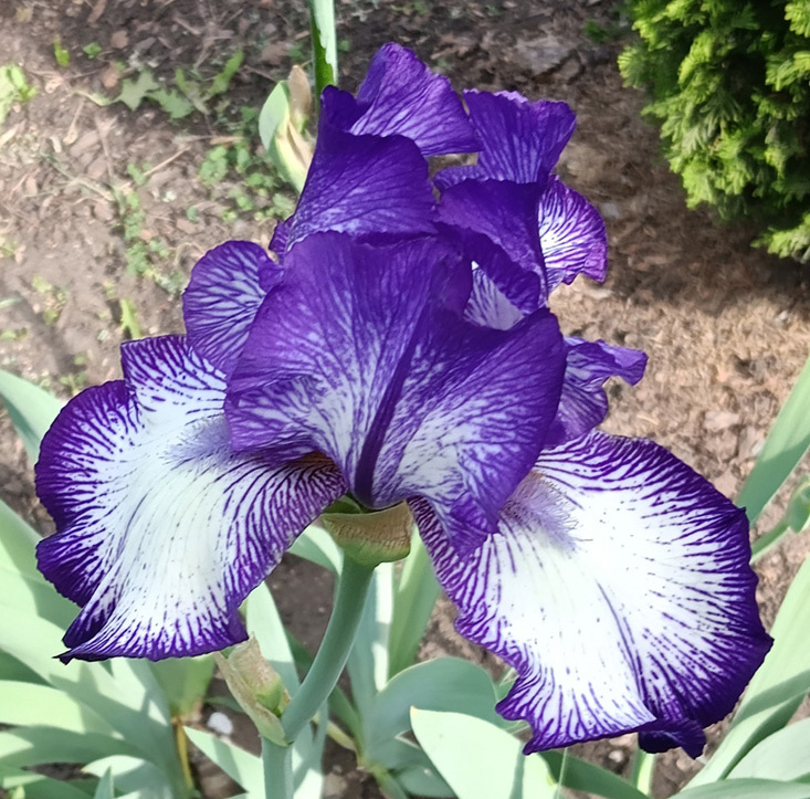 ирис Blue Staccato (Блю Стаккато)