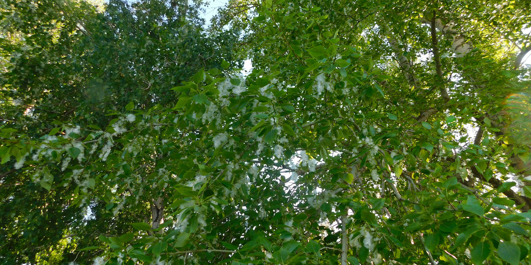 Мелодия старой гармони (часть 51)