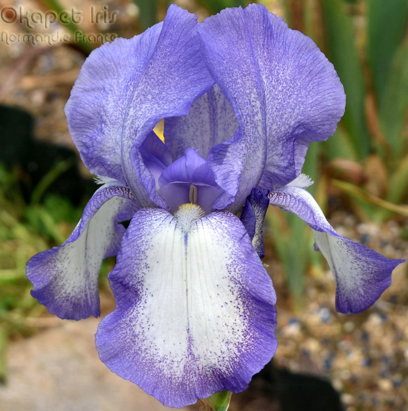 ирис Blue Shimmer (Блу Шиммер)