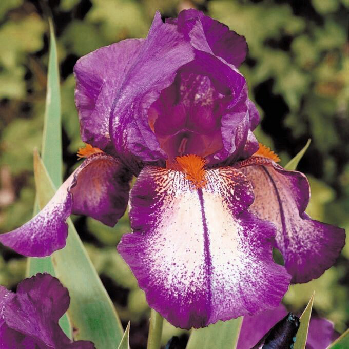 ирис Attention Please (Эттеншн Плиз)