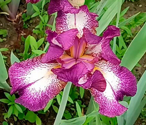 ирис Attention Please (Эттеншн Плиз)