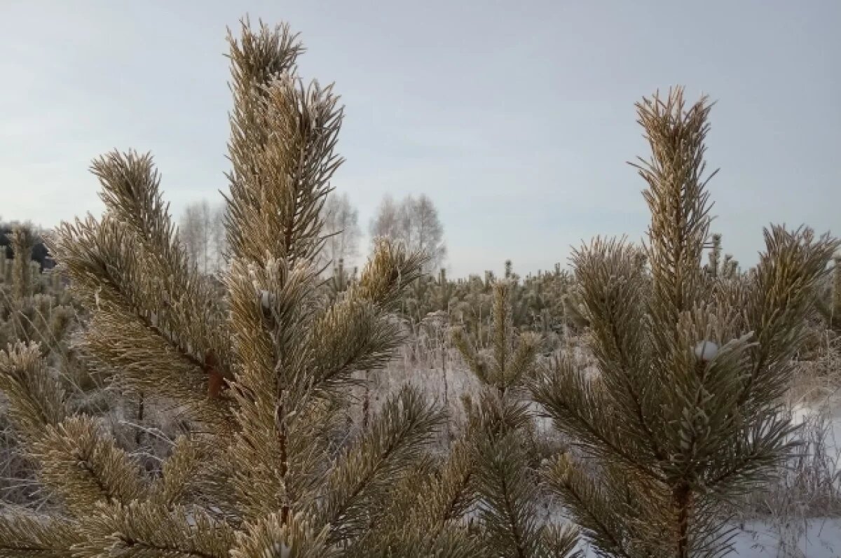    На севере Омской области создали новый лесхоз