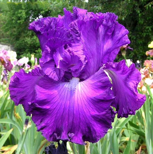 ирис Aristocracy (Аристократ)