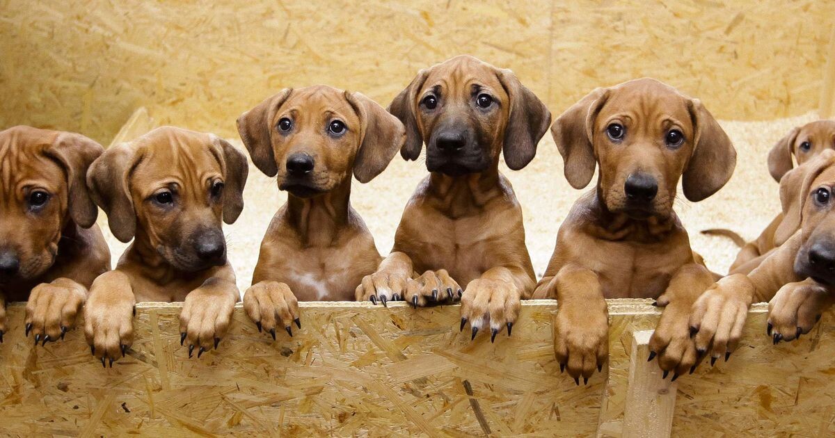 Фото: santreyd.ru