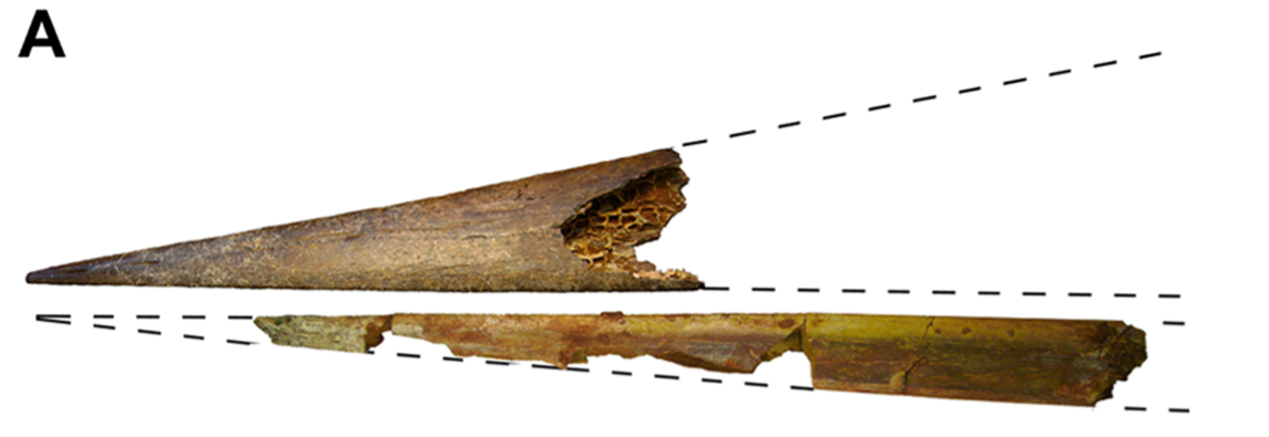 Окаменелость Alanqua.