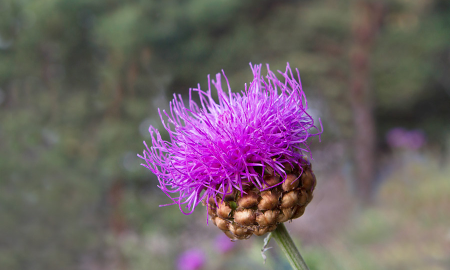 Маралий корень: как левзея сафроловидная возвращает силу, ясность ума и энергию — без стимуляторов и кофе