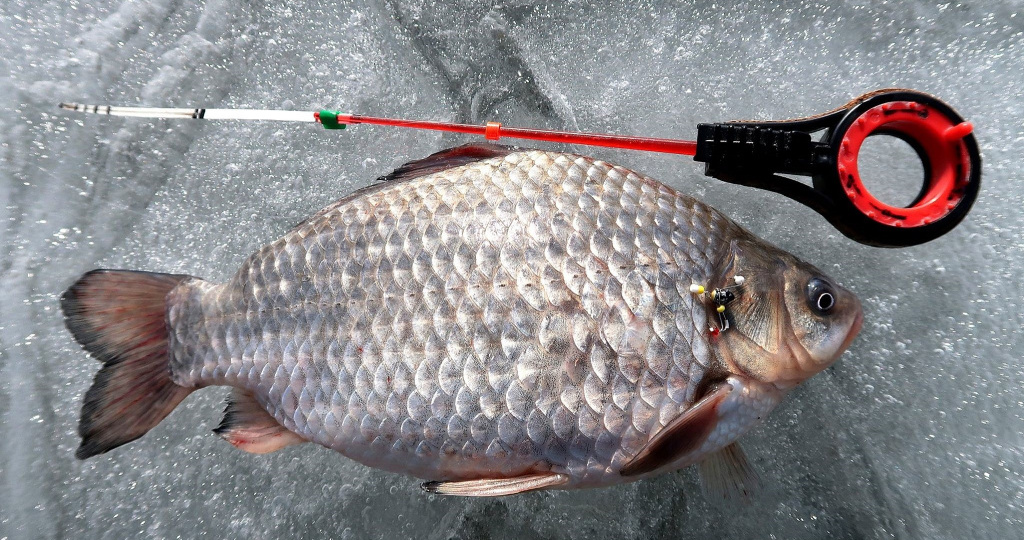 Карась в Декабре: ВСЁ что нужно знать