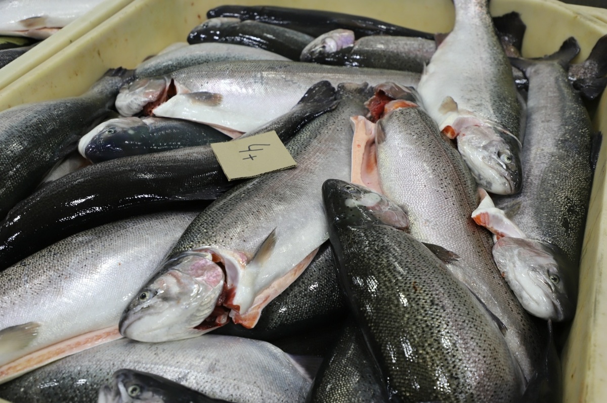    фото: Иллюстративное/ Столица на Онего