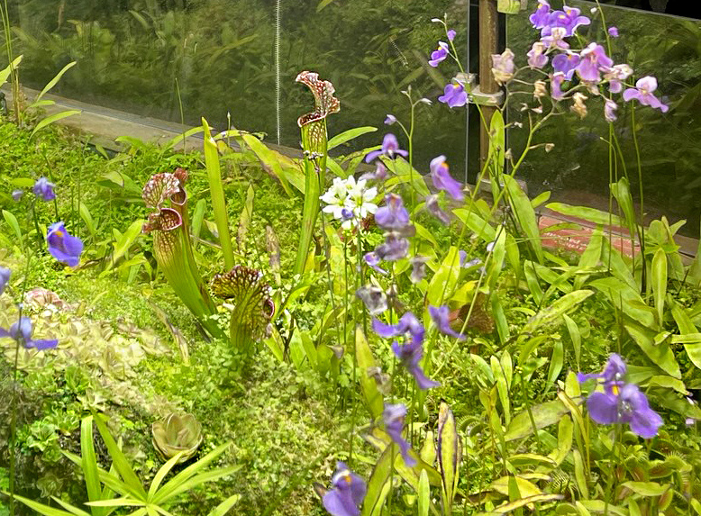 Флорариум с хищными растениями в оранжерее Аптекарского огорода