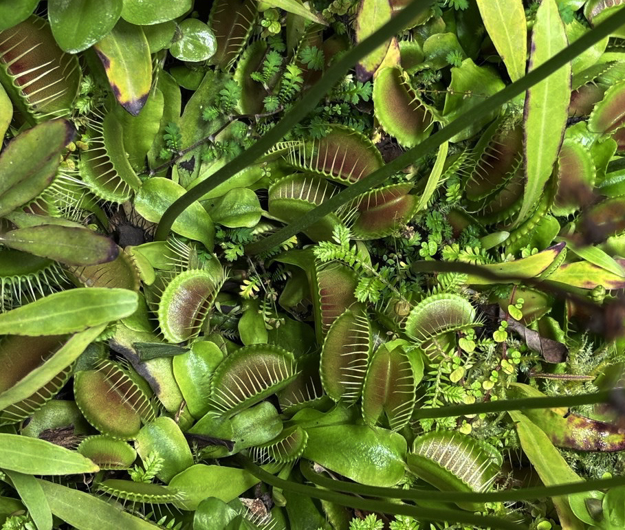 Венерина мухоловка