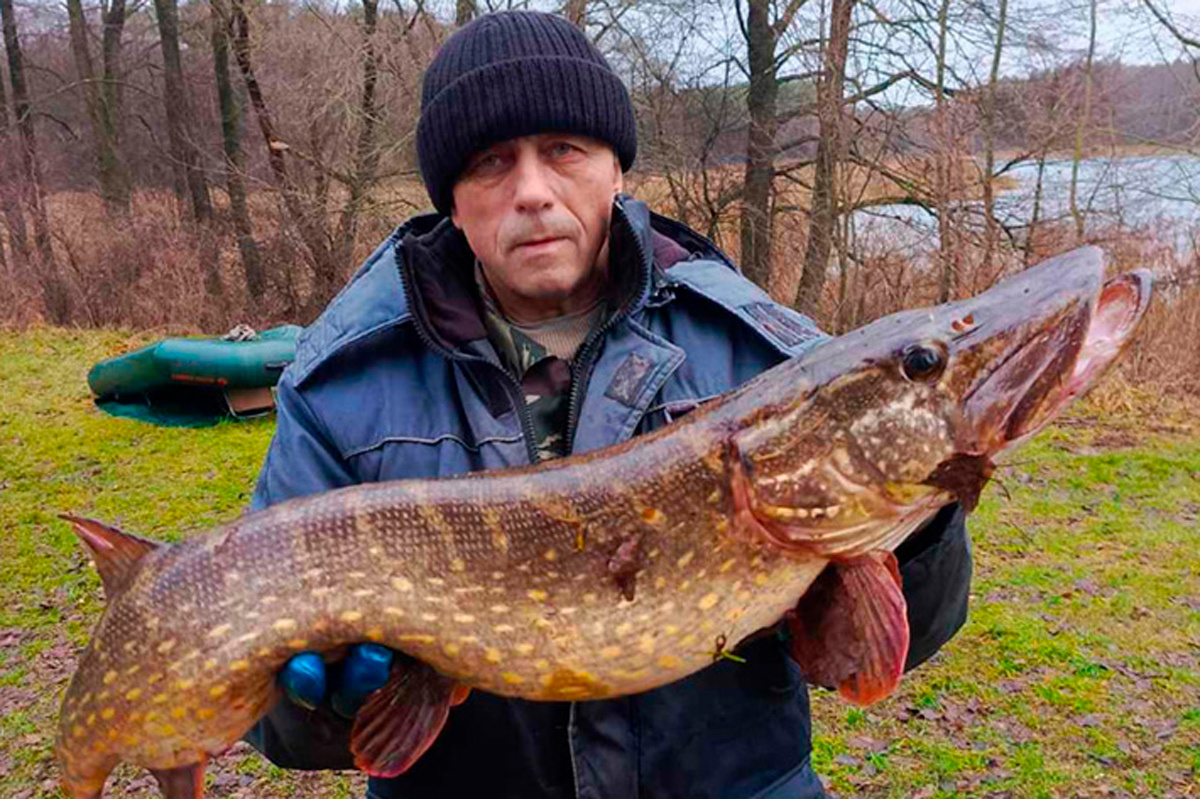    Трофейная щука с Волпы, поймана на резину. Фото: Сергей / Fishing.by