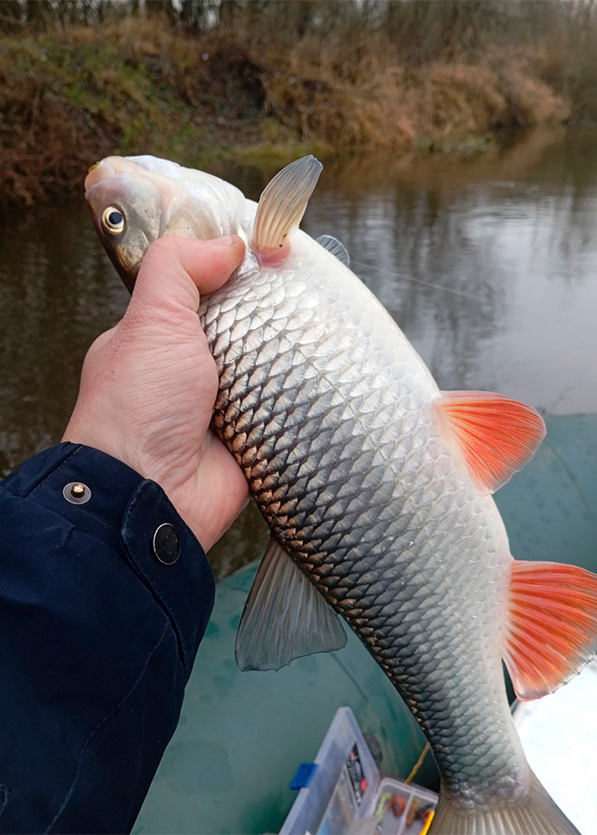    Голавль на микроджиг 15 декабря. Неман. Фото: Алексей / Fishingby.com