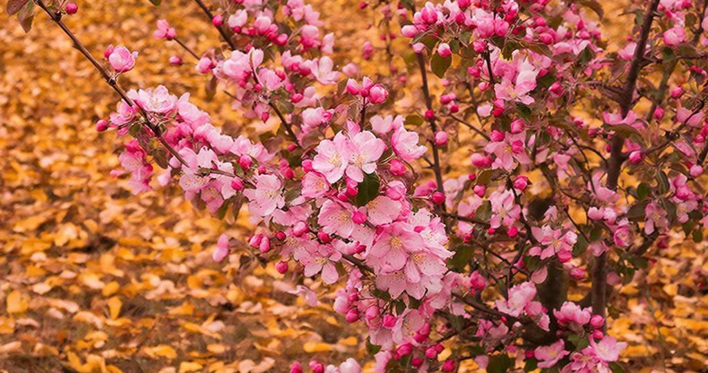 Поздняя любовь: когда зацветают яблони в октябре