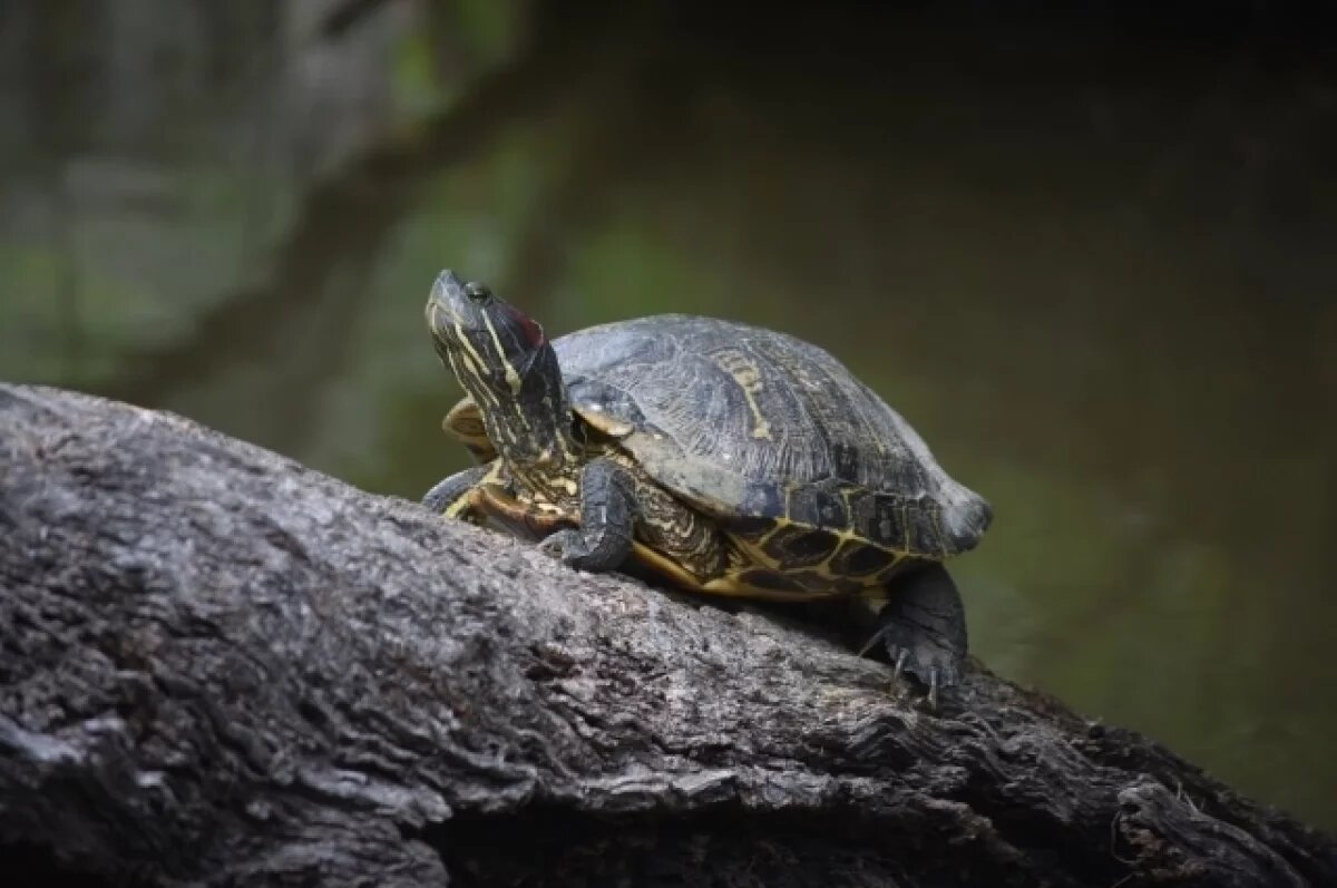    Черепашку-ниндзя достали из канализации в Воронеже
