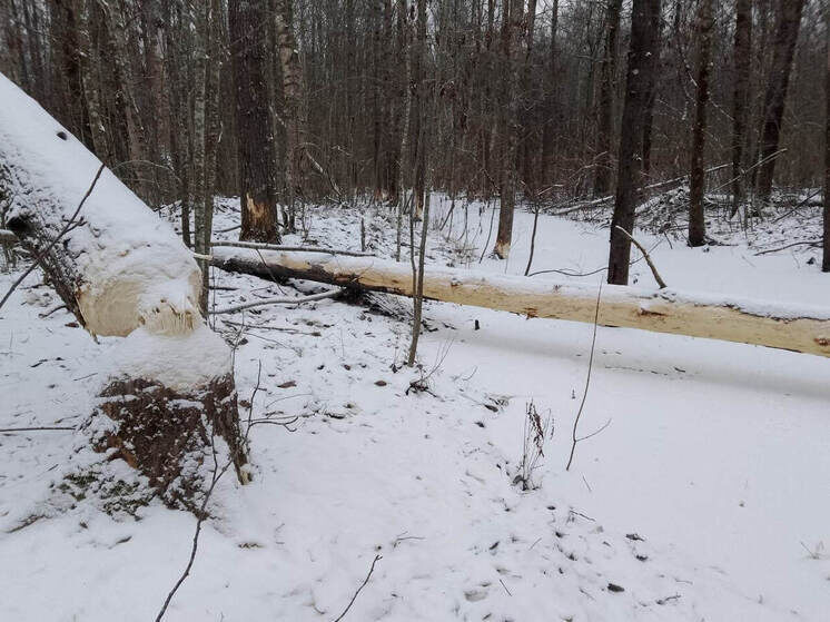     Фото: комитет по благоустройству Петербурга