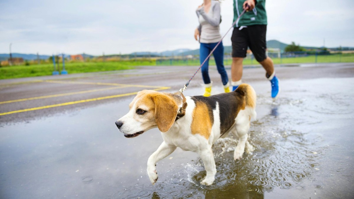    Совместный бег — отличный способ улучшить вашу связь с собакой