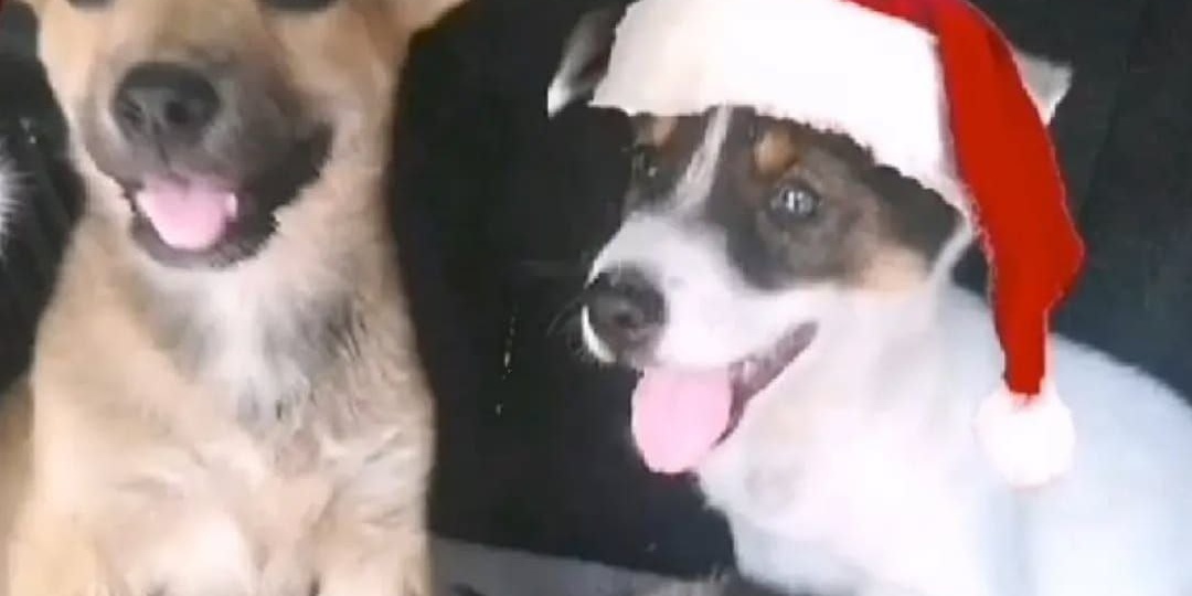 Друзья очень очень будем просить о помощи