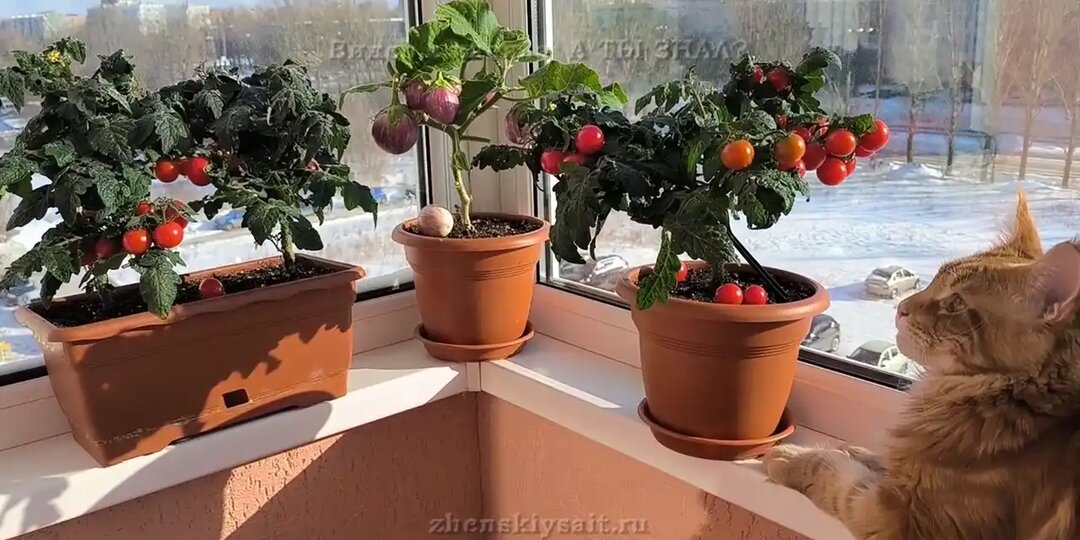 Зимний огород