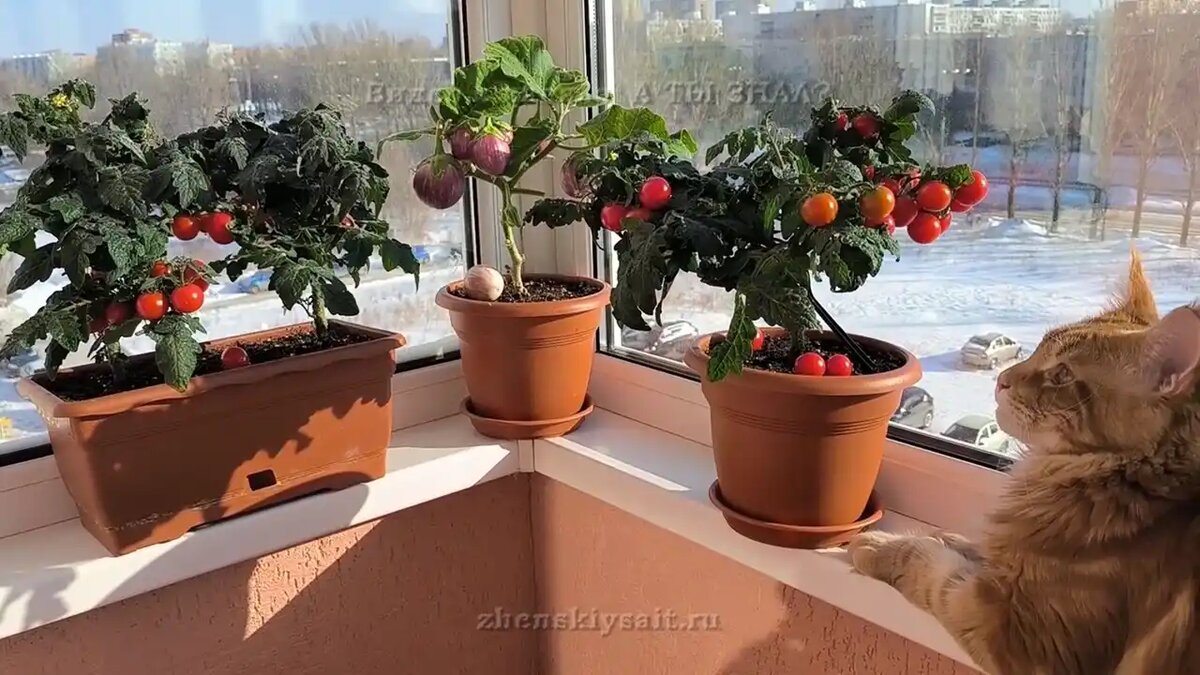 Зимний огород на подоконнике