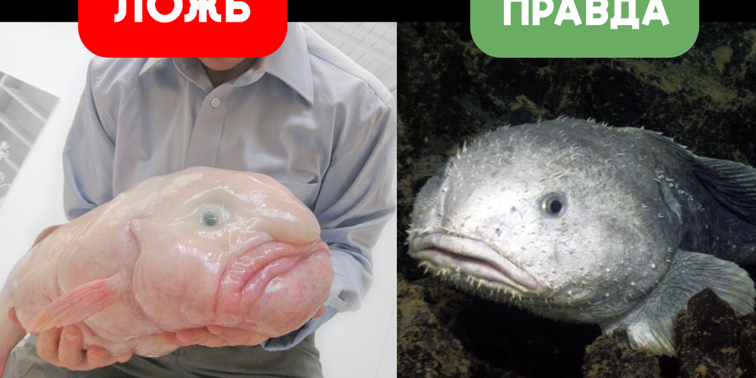 Рыба-капля: Почти все фото с ней — фейк. Жертва интернета, какая она на самом деле?