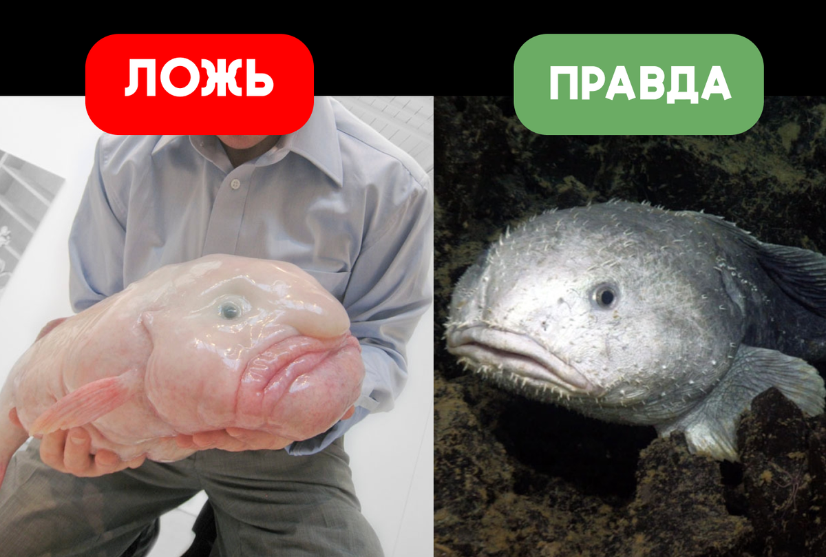 Первую фотографию вы видели с вероятностью в 99%. А вот вторую с вероятностью в 1%. 