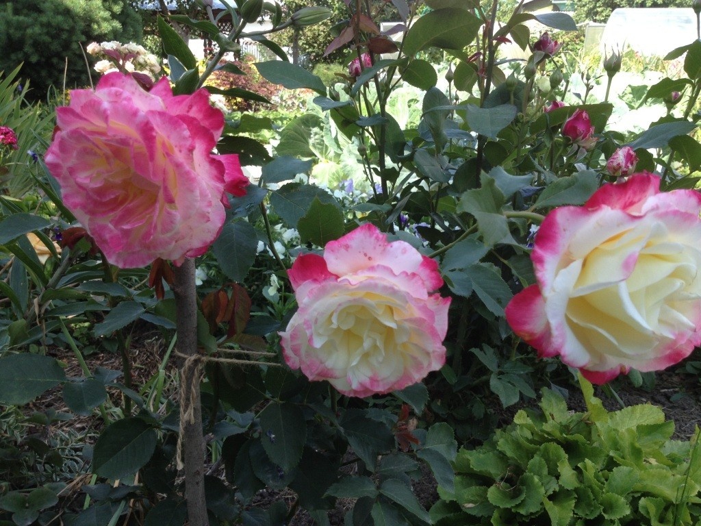 Роза Дольче Вита