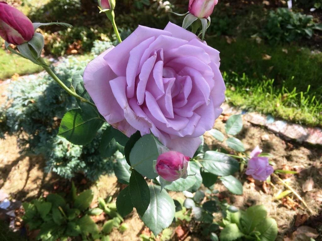 Роза Блю Мун