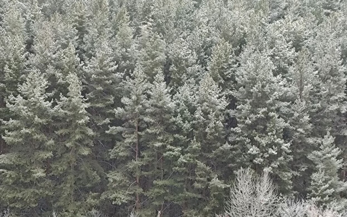    Погода в Ижевске на день: 18 декабря ждем ночные и -18°С и туман