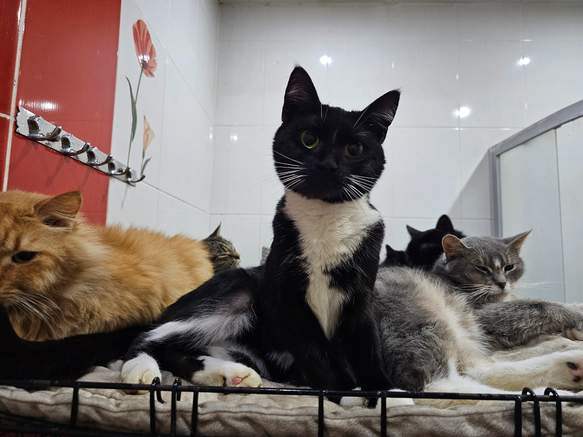 Фото автора. Наша Даша стала худеть, пропадает аппетит. Все помнят ее, как хозяйка хотела жестоко избавиться от нее. Просто потому что был запущенный отит. Была в тяжёлом состоянии и ее пришлось везти в Москву на операцию. Даша на одно ухо глухая, немного крыша подъехавшая после операции на голову, но всё же живы. Она так радуется жизни. Но начала худеть и терять аппетит. Нужен врач.