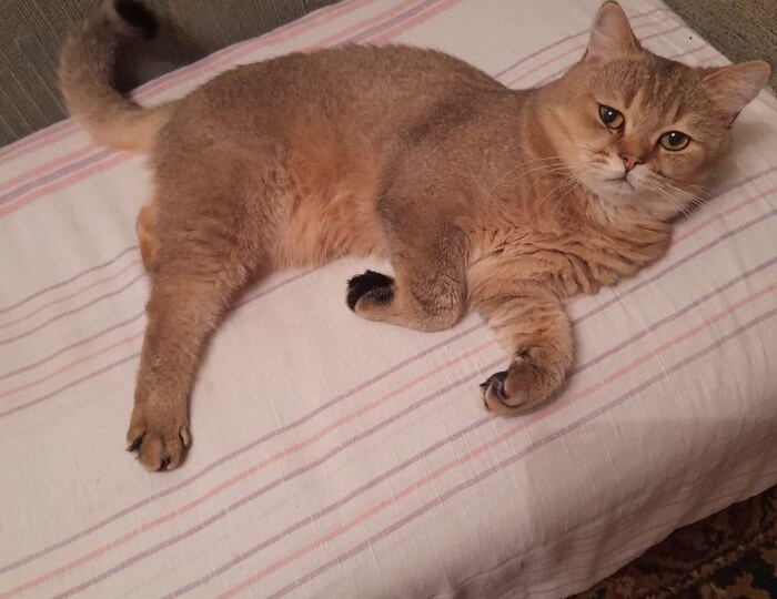 Котоленд. Котик шиншилла в поисках дома!