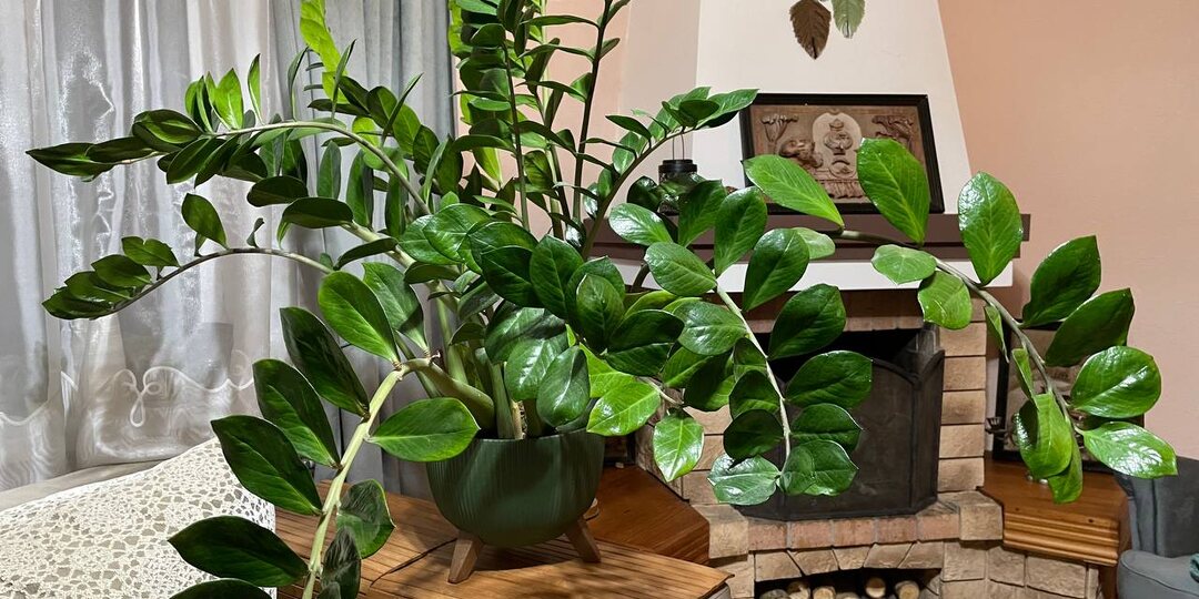 Корешки через 3 месяца: нашла быстрый способ размножения замиокулькаса