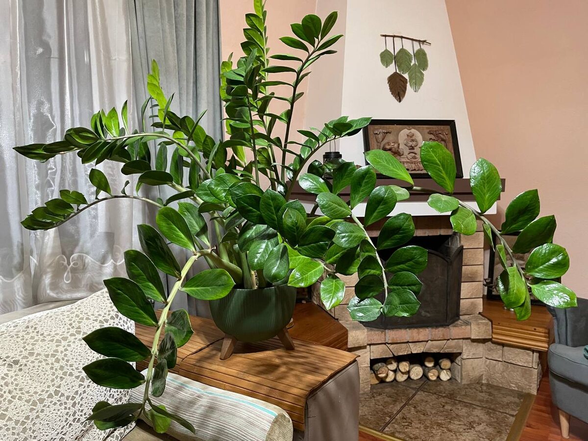 Замиокулькас. Фото автора